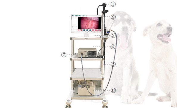 Clinical application of veterinary endoscope in canine diseases