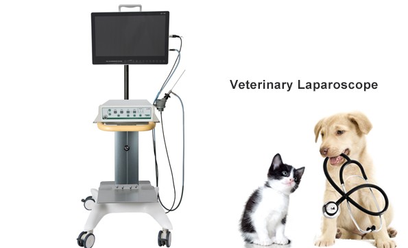 Application of laparoscopic technique in the diagnosis of pet diseases